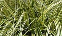 Carex
