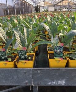 Artichaux – Plantes potagères