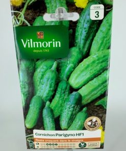 Cornichon Parigyno HF – Graine Vilmorin