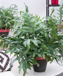 Fougère Phlebodium Blue Star