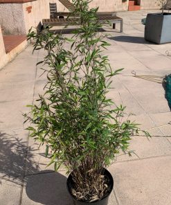 Bambou Fargesia
