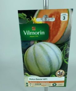 Melon Savor HF1 – Graine Vilmorin