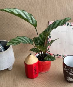 Micro Calathea Freddie