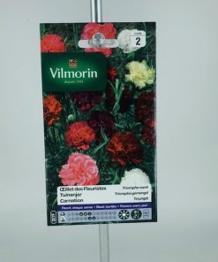 Oeillet des fleuristes – Graines Vilmorin