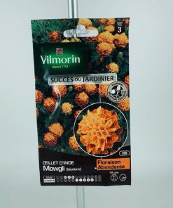 Oeillet d’inde mowgli – Graines Vilmorin