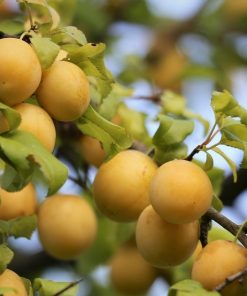 Prunier Reine Claude dorée