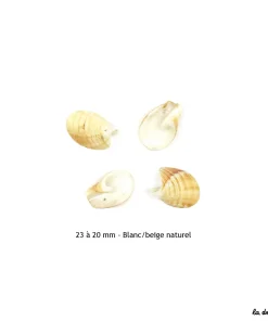 Coquillage morceau enroulé 23 à 20 mm
