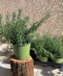 Romarin retombant – Plante aromatique