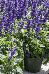 Sauge bleu mystic vivace