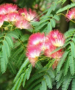 Albizia julibrissin. Arbre à soie. Demi tige. 150/160 cm. – 12°C à -15°C.