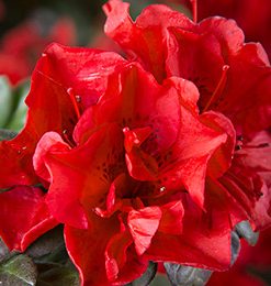 Azalée Encore Autumn Fire -12/-15°C.