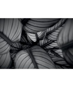 Photographie feuilles de Calathea – Affiche botanique