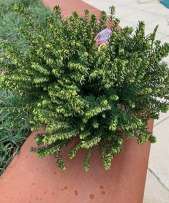 Erica darleyensis pot 11 cm