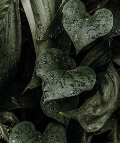 Photographie d’une plante tropicale – Affiche Monstera