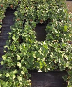 5 Fraises – Plantes potagères