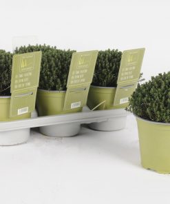 Thym Vert
